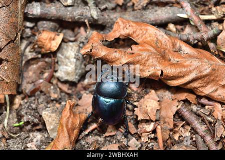 Foto macro di uno scarabeo Dor su un sentiero forestale con foglie Foto Stock