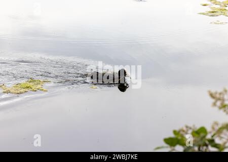 Questa fotografia cattura il momento tranquillo di una coot, Fulica atra, mentre scivola attraverso un laghetto calmo, lasciando una scia di increspature sulla sua scia. L'uccello, identificato dal suo caratteristico scudo facciale bianco e dal piumaggio scuro, è visto tirare lungo le piante acquatiche, probabilmente per costruire un nido. La quiete della scena è palpabile, con la superficie dell'acqua che rispecchia il grigio tenue del cielo coperto, creando una composizione minimalista e tranquilla. Serene Coot Glide. Foto di alta qualità Foto Stock