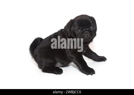 Il cucciolo nero ha un mese e mezzo, si siede lateralmente. Isolato su sfondo bianco Foto Stock