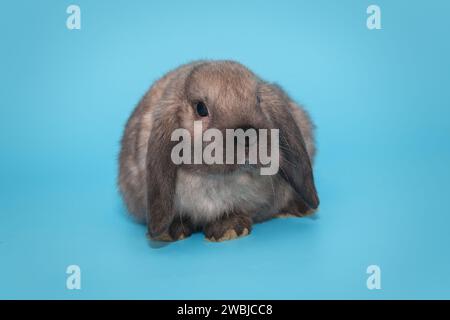 Mini ariete decorativo di razza di coniglio, su sfondo blu Foto Stock