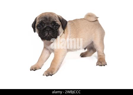 Cucciolo beige con museruola nera, invecchiato un mese e mezzo, si trova lateralmente. Isolato su sfondo bianco Foto Stock