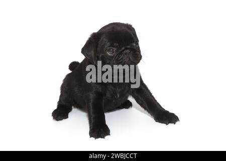 Il cucciolo nero ha un mese e mezzo, seduto. Isolato su bianco Foto Stock