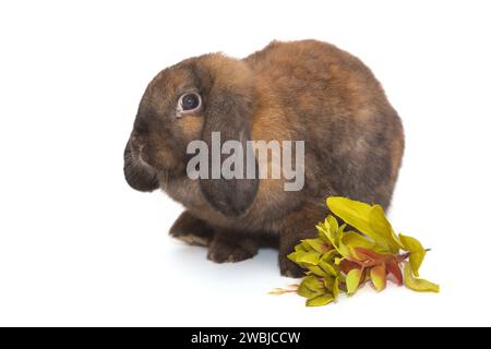 Piccolo coniglio decorativo dalle orecchie a lop con rametto verde, su sfondo bianco. Foto Stock