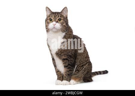 Bellissimo gatto grigio con un petto bianco siede e guarda lontano isolato su uno sfondo bianco. Foto Stock