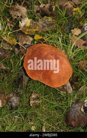 Primo piano naturale sul gambo scaber con tappo rosso di colore marrone arancio. Fungo, Leccinum aurantiacum Foto Stock