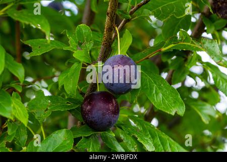 Prugne mature sui rami verdi del giardino. Alcune succose bacche di prugne rosse rotonde fresche con foglie su un ramo d'albero sotto la luce soffusa del sole. Prugne mature Foto Stock