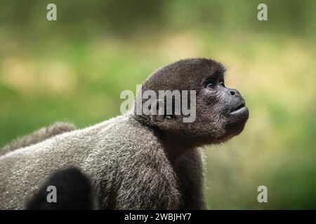 Scimmia lanosa giovane grigia (Lagothrix cana) Foto Stock