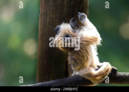 Scimmia Howler nera (Alouatta caraya) Foto Stock