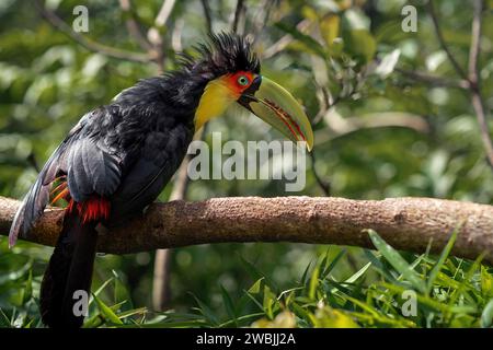 Tucano con petto rosso o tucano con becco verde (Ramphastos dicolorus) Foto Stock