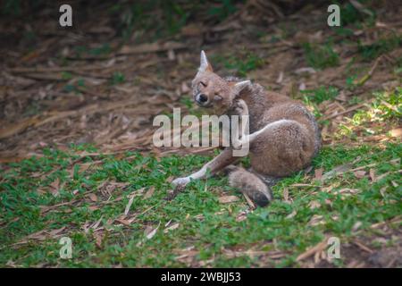 Graffi di volpe di Pampas (Lycalopex gymnocercus) Foto Stock