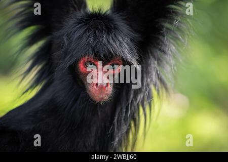 Scimmia Ragno dalla faccia rossa (Ateles paniscus) Foto Stock