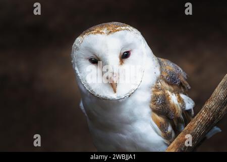 Gufo fienile americano (Tyto furcata) Foto Stock
