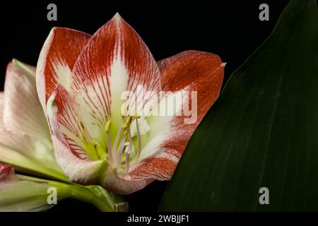 Un primo piano di una fioritura di colore rosso e bianco di un amaryllis accanto a una foglia verde e uno sfondo nero Foto Stock