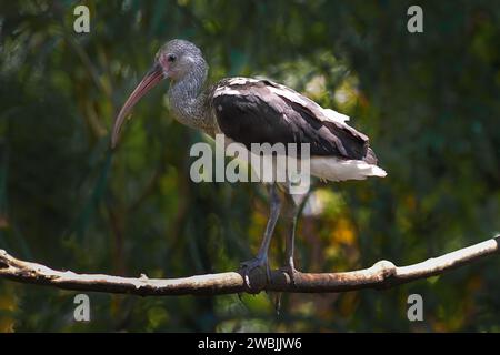 Young Scarlet Ibis (Eudocimus ruber) Foto Stock