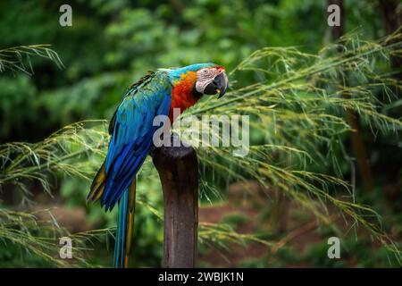 Catalina Macaw - Macaw ibrido (Ara arauna x Ara Macao) Foto Stock