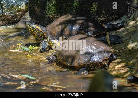 Cursori con abbellimento nero (Trachemys dorbigni) - Tartaruga d'acqua Foto Stock