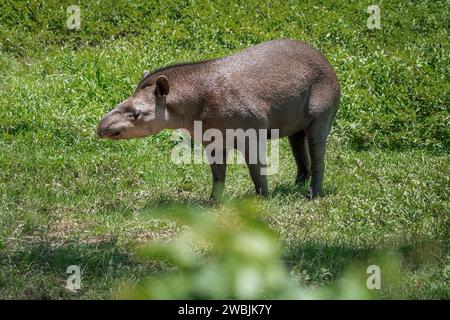 Tapir di pianura (Tapirus terrestris) o tapir sudamericano Foto Stock