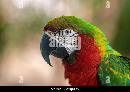 Harlequin Macaw - Macaw ibrido (Ara arauna x Ara chloropterus) Foto Stock