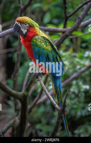Harlequin Macaw - Macaw ibrido (Ara arauna x Ara chloropterus) Foto Stock