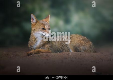 Pampas Fox (Lycalopex gymnocercus) - canide sudamericano Foto Stock