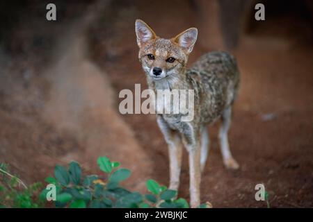 Pampas Fox (Lycalopex gymnocercus) - canide sudamericano Foto Stock