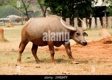 Il bufalo d'acqua (Bubalus bubalis) è un bovido originario dell'Asia meridionale. Questa foto è stata scattata a Chiang mai, Thailandia. Foto Stock