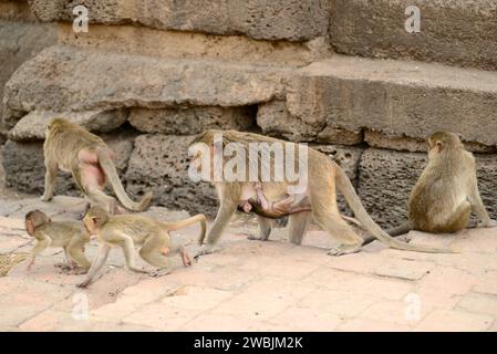 Città di Lopburi, macachi che mangiano granchi sul tempio Phra Prang Sam Yot a Kmer. Thailandia. Foto Stock