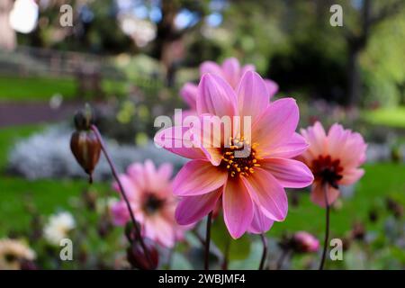 Un primo piano di bellissimi fiori, in particolare rosa con sfumature viola e giallo Foto Stock