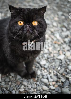 Immagini ravvicinate di un gatto persiano nero con occhi arancioni. Foto Stock