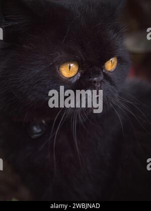 Immagini ravvicinate di un gatto persiano nero con occhi arancioni. Foto Stock