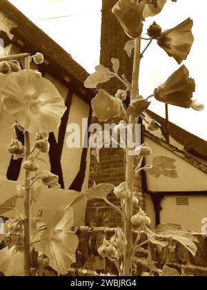 Foto di cavalloni in fiore con un cottage sullo sfondo nella contea di Essex, Regno Unito. Foto Stock