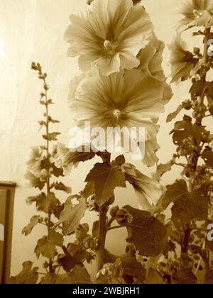 Fotografia a tinta seppia di hollyhocks in fiore. Foto Stock