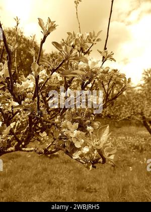 Foto di seppia in fiore in un frutteto. Foto Stock