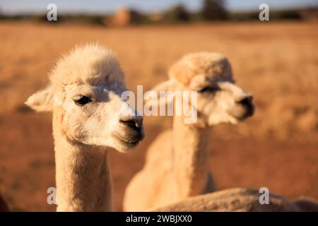 Due lama che guardano in lontananza in un campo pittoresco Foto Stock