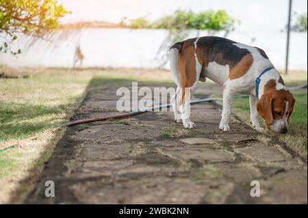 Giocare con il cane beagle nel patio con la palla nelle giornate di sole Foto Stock