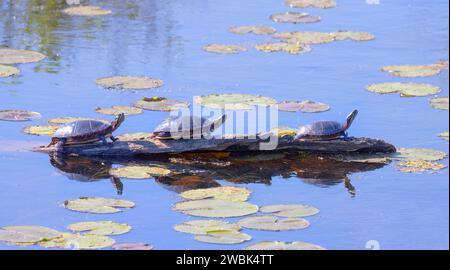 Tartaruga dipinta che riposa su un tronco al sole di Ottawa, Canada Foto Stock