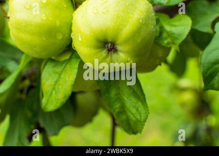 Mele verdi sull'albero. Ramo di Apple con frutta. Sul ramo primo piano sullo sfondo del giardino. Agricoltura, biologica, naturale. Foto Stock