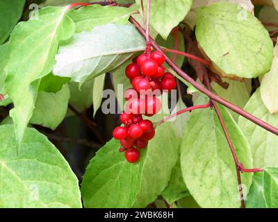 Vite cinese Magnolia, Schisandra chinensis. Ramificare la citronella di bacche. Il concetto di piante medicinali. Foto Stock