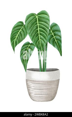 Illustrazione della pianta della casa in vaso filodendro ad acquerello. Philodendron Esmeraldense disegnato a mano Foto Stock