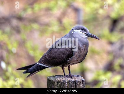 La femmina Inca Tern, caratterizzata dal suo sottile piumaggio, abbellisce le scogliere costiere e le isole. Con creste ornamentali e segni distintivi, aggiunge Foto Stock