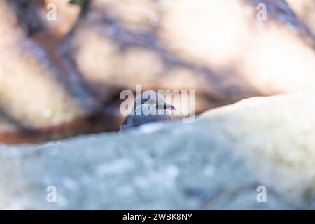 La femmina Inca Tern, caratterizzata dal suo sottile piumaggio, abbellisce le scogliere costiere e le isole. Con creste ornamentali e segni distintivi, aggiunge Foto Stock