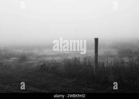 Nebbia al mattino presto in autunno in Germania su un paddock di cavalli alla periferia della città di Luckenwalde, bianco e nero Foto Stock