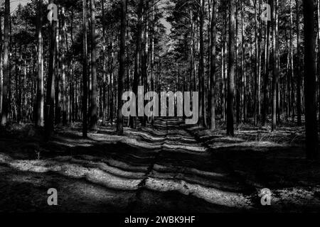 Strada forestale con luce e ombra in germania, bianco e nero Foto Stock