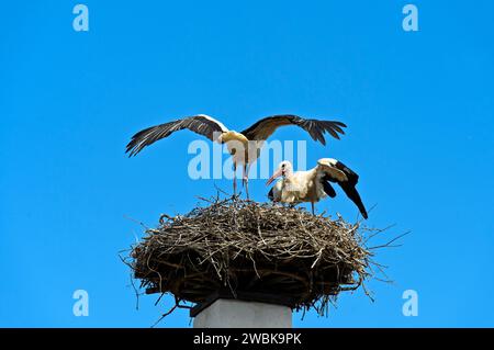 Cicogna bianca (Ciconia ciconia) cura delle covate, uccello adulto al nido su un camino, Rust, Burgenland, Austria Foto Stock