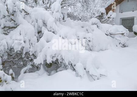 Giardino innevato in inverno, forti nevicate, rischio di rottura della neve Foto Stock