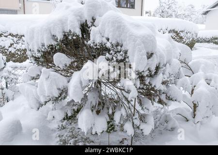 Giardino innevato in inverno, forti nevicate, rischio di rottura della neve Foto Stock