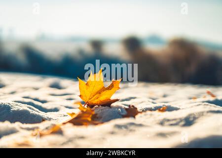 Neve fresca in una mattinata autunnale nei pressi di Kassel, l'acero ha sparso le sue foglie gialle durante la notte, primo piano con sfondo sfocato, prospettiva vicina al terreno Foto Stock