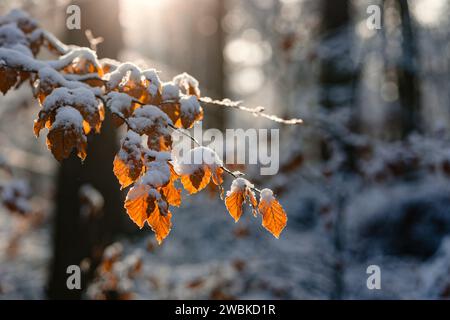 Il sole splende sul ramo innevato di un faggio con foglie di colore arancio nella foresta invernale Foto Stock