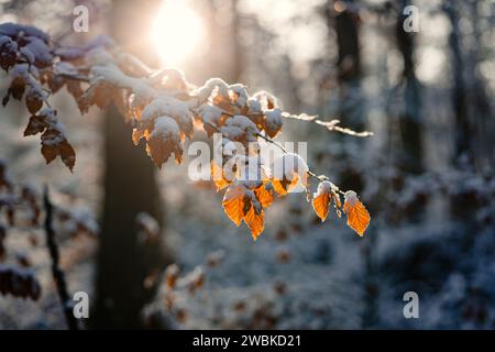 Il sole splende sul ramo innevato di un faggio con foglie di colore arancio nella foresta invernale Foto Stock