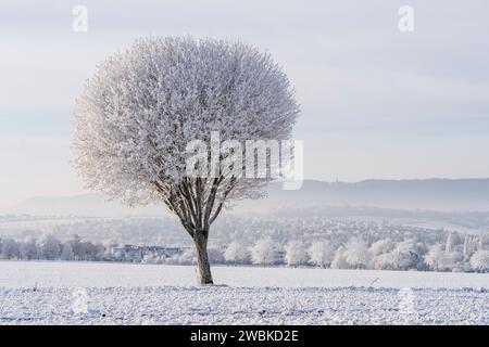 Albero ghiacciato in un campo in una mattinata invernale innevata, con la città di Kassel sullo sfondo Foto Stock